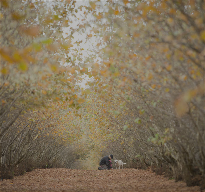 Truffle hunting